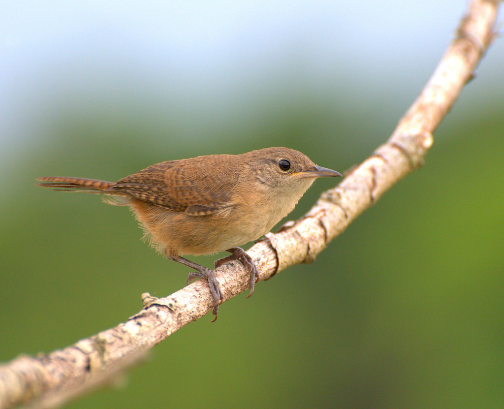 image Southern House Wren